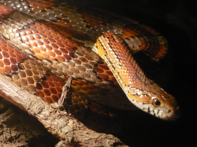 Pantherophis 3