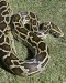 Python 1